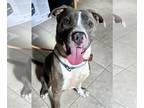American Pit Bull Terrier Mix DOG FOR ADOPTION RGADN-1236416 - Marvin **URGENT**