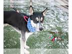 Siberian Husky Mix DOG FOR ADOPTION RGADN-1236427 - Mozzie - Siberian Husky /