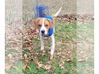 Beagle Mix DOG FOR ADOPTION RGADN-1236431 - Tommy (2yo, 35lbs) - Beagle / Mixed