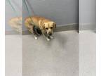 Labrador Retriever Mix DOG FOR ADOPTION RGADN-1236438 - *RHODES - Labrador