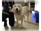 Border Collie DOG FOR ADOPTION RGADN-1236452 - Dog - Border Collie (medium coat)