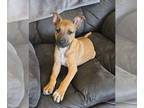 Boxer Mix DOG FOR ADOPTION RGADN-1236461 - **SUGAR** Adoption Event-Sun