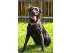 Adopt Reba a Rottweiler, Labrador Retriever