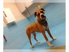 Boxer DOG FOR ADOPTION RGADN-1236534 - AXEL - Boxer (medium coat) Dog For