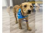 Golden Labrador DOG FOR ADOPTION RGADN-1236541 - GUINNESS - Golden Retriever /