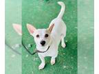 Jack Russell Terrier Mix DOG FOR ADOPTION RGADN-1236546 - Bernie - Jack Russell