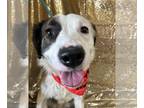 Australian Shepherd Mix DOG FOR ADOPTION RGADN-1236547 - Kenji - CL - Australian