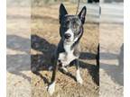 Huskies Mix DOG FOR ADOPTION RGADN-1236550 - Elle Mae - Husky / Mixed (short