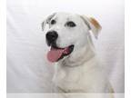 Shepradors DOG FOR ADOPTION RGADN-1236560 - *MONTANA - Labrador Retriever /