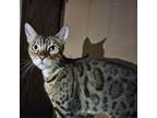 Adopt Jewel a Bengal