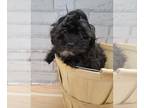 Shih-Poo DOG FOR ADOPTION RGADN-1236593 - Fendi - Shih Tzu / Poodle (Miniature)