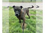 Mastiff Mix DOG FOR ADOPTION RGADN-1236645 - FRANKLIN - Mastiff / Mixed (medium