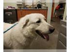 Great Pyrenees Mix DOG FOR ADOPTION RGADN-1236646 - JACKIE* - Great Pyrenees /