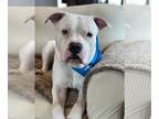 Bullypit DOG FOR ADOPTION RGADN-1236658 - Yeti - American Pit Bull Terrier /