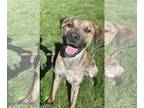 Labrador Retriever Mix DOG FOR ADOPTION RGADN-1236661 - Chugs - Labrador