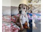 Catahoula Leopard Dog-Plott Hound Mix DOG FOR ADOPTION RGADN-1236664 - June -