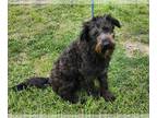 Poodle (Standard) Mix DOG FOR ADOPTION RGADN-1236685 - Hamilton - Schnauzer /