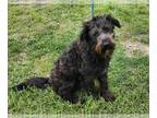 Poodle (Standard) Mix DOG FOR ADOPTION RGADN-1236688 - Hamilton - Schnauzer /