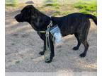 Boxador DOG FOR ADOPTION RGADN-1236699 - Georgie - Boxer / Labrador Retriever /