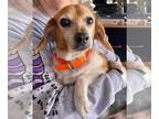 Beagle Mix DOG FOR ADOPTION RGADN-1236702 - Peppa 2023 - Beagle / Mixed (short
