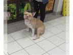 Staffordshire Bull Terrier Mix DOG FOR ADOPTION RGADN-1236703 - LOLA -