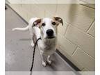 Great Pyrenees Mix DOG FOR ADOPTION RGADN-1236708 - RAY - Great Pyrenees /