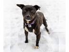 American Pit Bull Terrier-Huskies Mix DOG FOR ADOPTION RGADN-1236731 - Zeus -