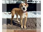 Beagle-Pointer Mix DOG FOR ADOPTION RGADN-1236769 - MARLEY - English Pointer /