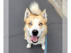 Siberian Husky Mix DOG FOR ADOPTION RGADN-1236777 - *BRAZIL - Siberian Husky /