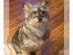 Pomeranian Mix DOG FOR ADOPTION RGADN-1236781 - Banjo - Pomeranian / Schnauzer /
