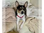 Rat Terrier Mix DOG FOR ADOPTION RGADN-1236785 - Bodie (VA) - Rat Terrier /