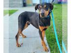 Doberman Pinscher DOG FOR ADOPTION RGADN-1236786 - *RANCHERO - Doberman Pinscher