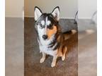 Siberian Husky DOG FOR ADOPTION RGADN-1236790 - Bella - Siberian Husky Dog For