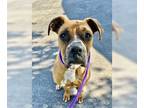 Boxer DOG FOR ADOPTION RGADN-1236791 - Canelo - Boxer Dog For Adoption