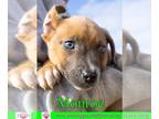 American Pit Bull Terrier Mix DOG FOR ADOPTION RGADN-1236805 - Monroe - Pit Bull