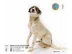 Labrador Retriever Mix DOG FOR ADOPTION RGADN-1236817 - SQUIRT - Labrador