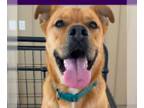 Black Mouth Cur-Boxer Mix DOG FOR ADOPTION RGADN-1236826 - Logan - Black Mouth