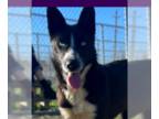 Australian Kelpie-Huskies Mix DOG FOR ADOPTION RGADN-1236827 - Eclipse -