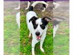 Feist Terrier-Jack Russell Terrier Mix DOG FOR ADOPTION RGADN-1236830 - Reese -