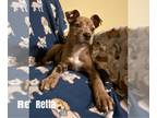 Catahoula Leopard Dog Mix DOG FOR ADOPTION RGADN-1236835 - Rhetta - Catahoula