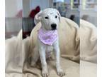 Mastiff DOG FOR ADOPTION RGADN-1236842 - Lola - Mastiff / Hound (medium coat)