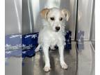 Jack Russell Terrier Mix DOG FOR ADOPTION RGADN-1236845 - Broady - Jack Russell