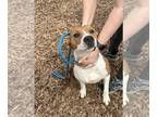 Labrador Retriever Mix DOG FOR ADOPTION RGADN-1236847 - Sissy - Hound / Labrador