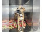 American Pit Bull Terrier DOG FOR ADOPTION RGADN-1236859 - Bonita - American Pit