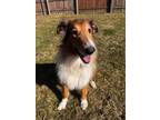Adopt Indie a Collie