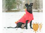 American Pit Bull Terrier-Retriever Mix DOG FOR ADOPTION RGADN-1236878 - Blair -