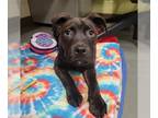 Rottweiler-American Pit Bull Terrier DOG FOR ADOPTION RGADN-1236886 - Bearclaw -
