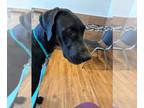 Great Dane DOG FOR ADOPTION RGADN-1236929 - Waltz - Great Dane Dog For Adoption
