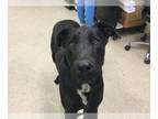 Great Dane DOG FOR ADOPTION RGADN-1236957 - Dog - Great Dane (medium coat) Dog