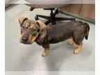Labrottie DOG FOR ADOPTION RGADN-1236964 - BETH - Rottweiler / Labrador
